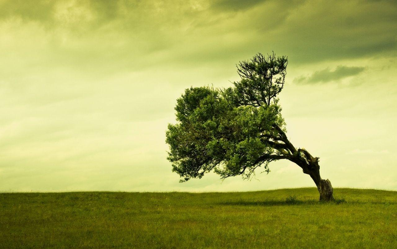 1280x804 Green Sky Tree & Grass wallpaper. Green Sky Tree & Grass stock