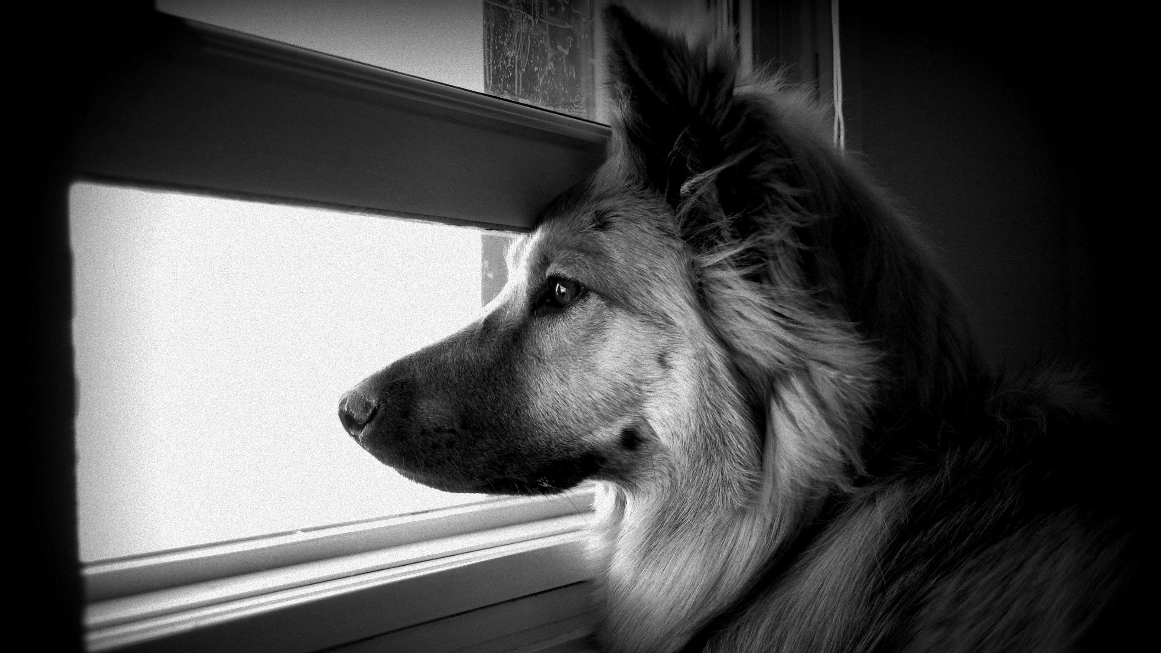 Black and White Dog Wallpapers - Top Free Black and White Dog