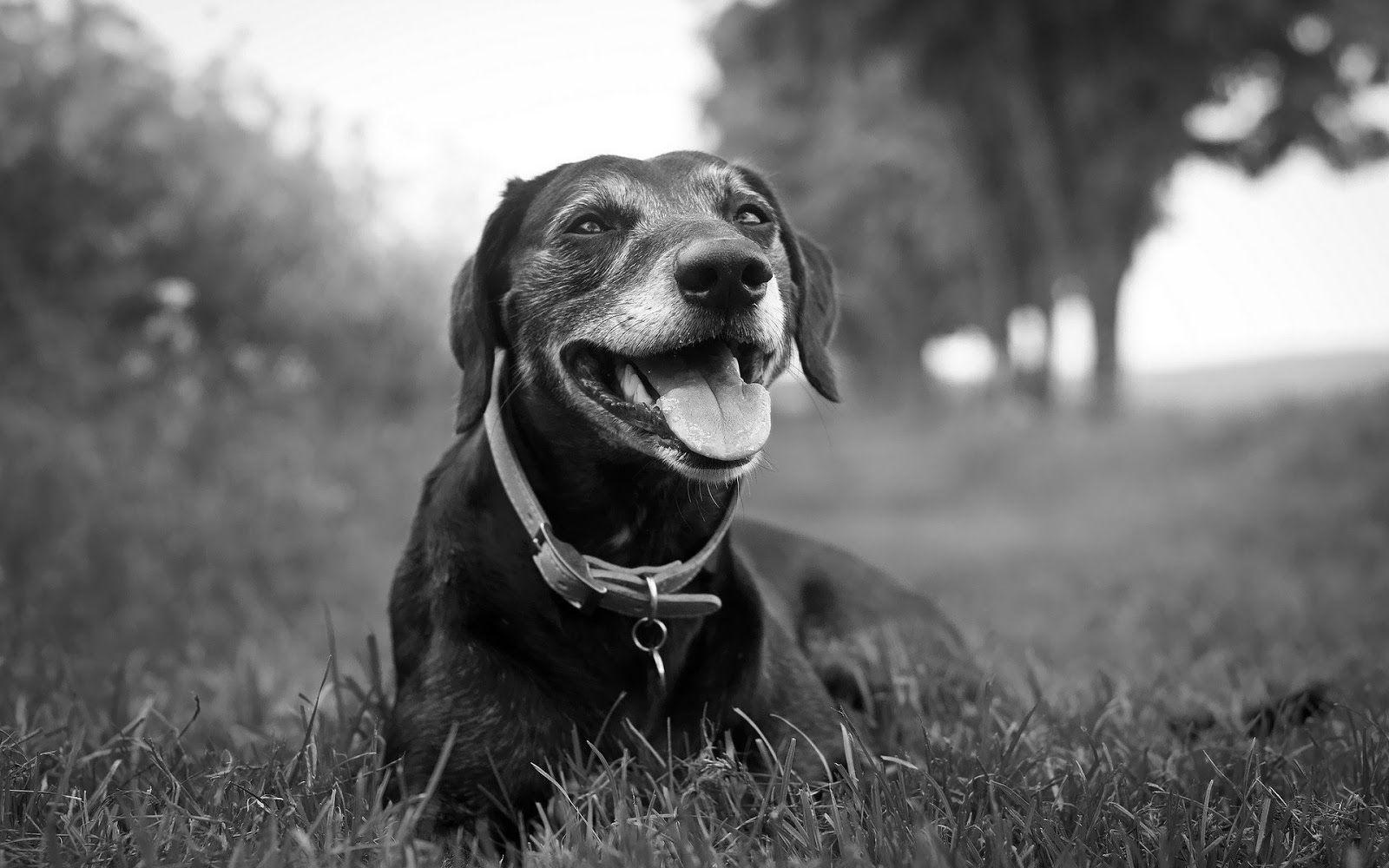 1600x1000 Black and white wallpaper with a dog. HD Animals Wallpaper