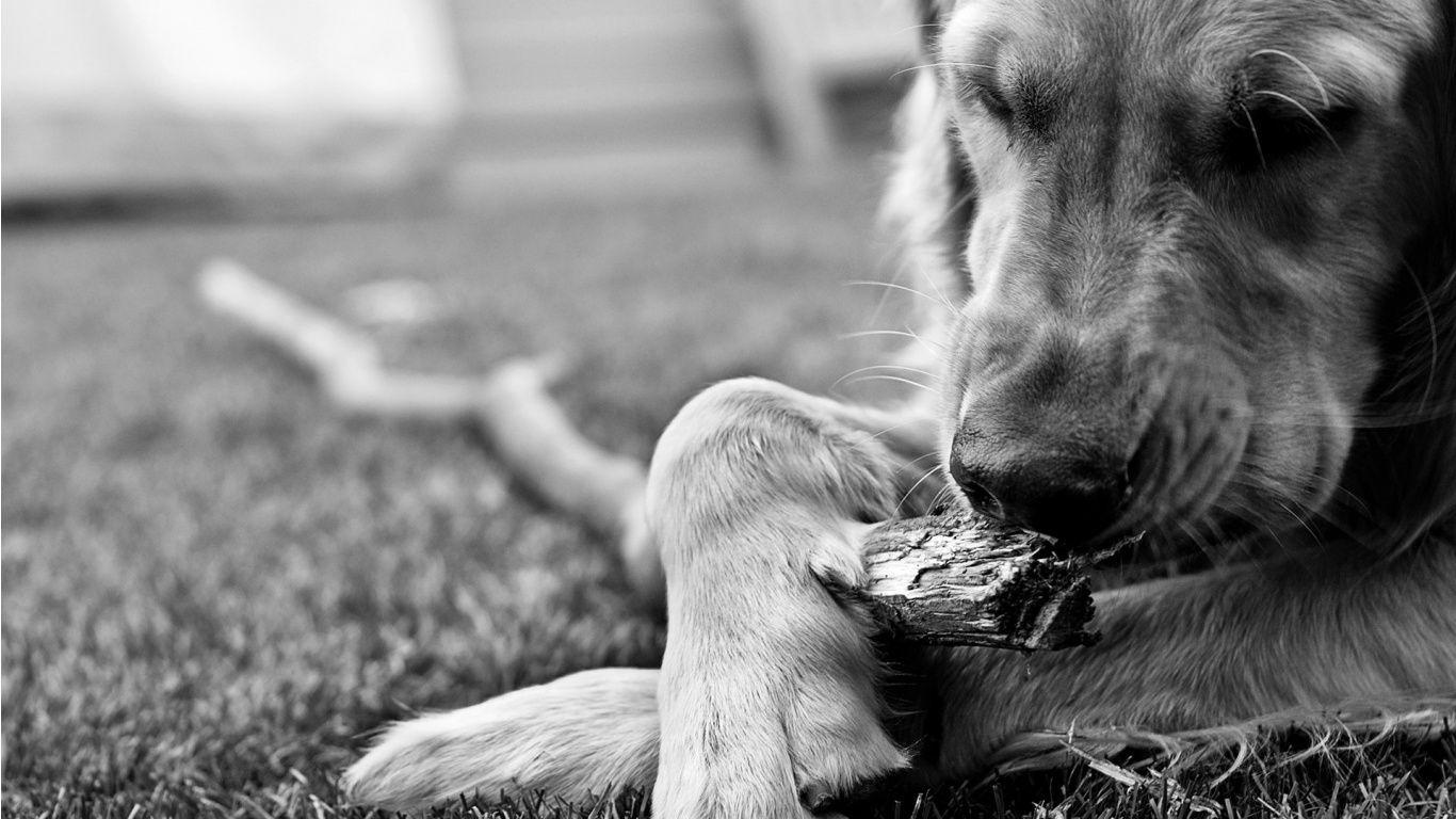 1366x768 Free download Black and white dog wallpaper [1366x768]