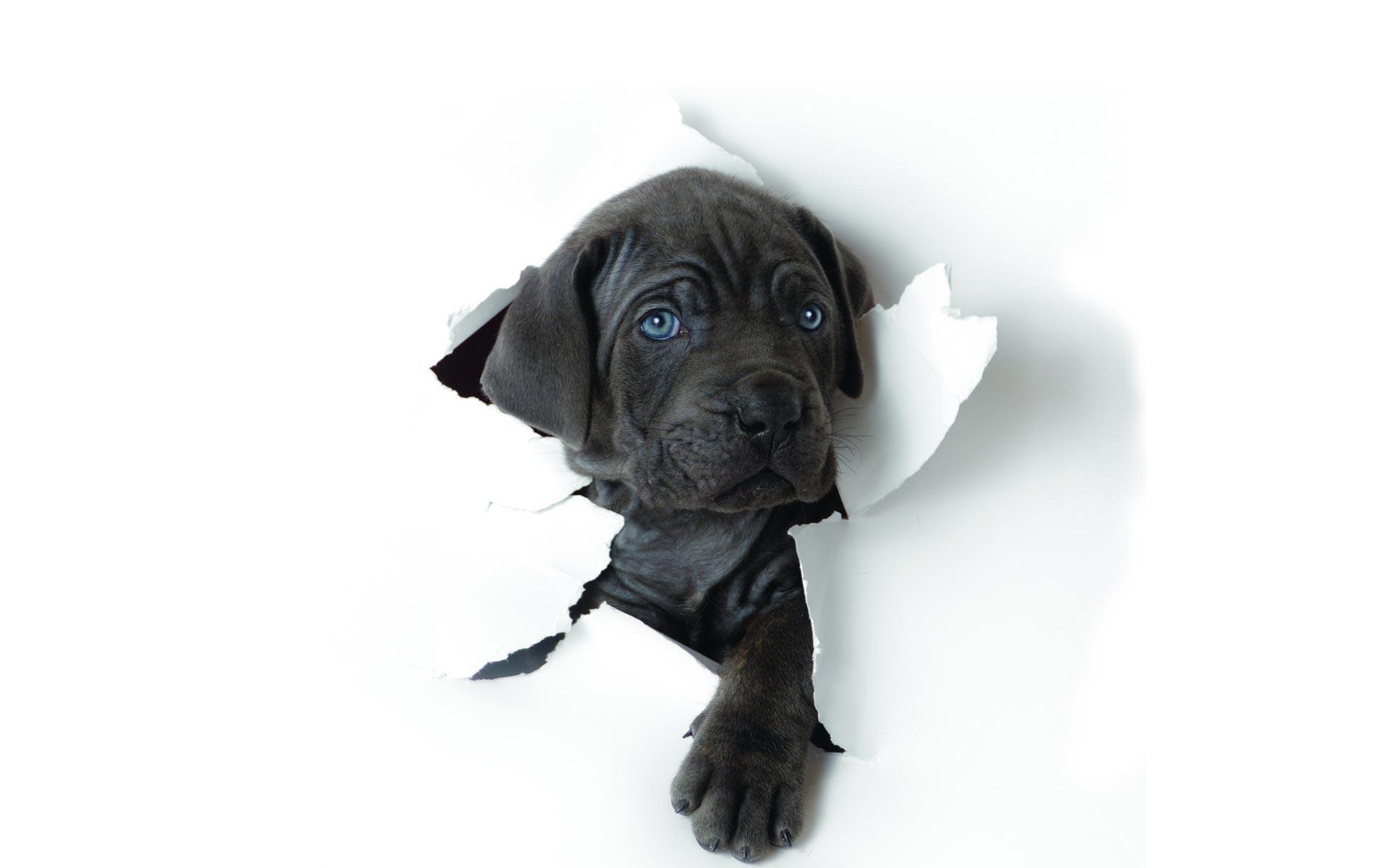1920x1200 Black Dog Wallpaper High Definition Wallpaper White