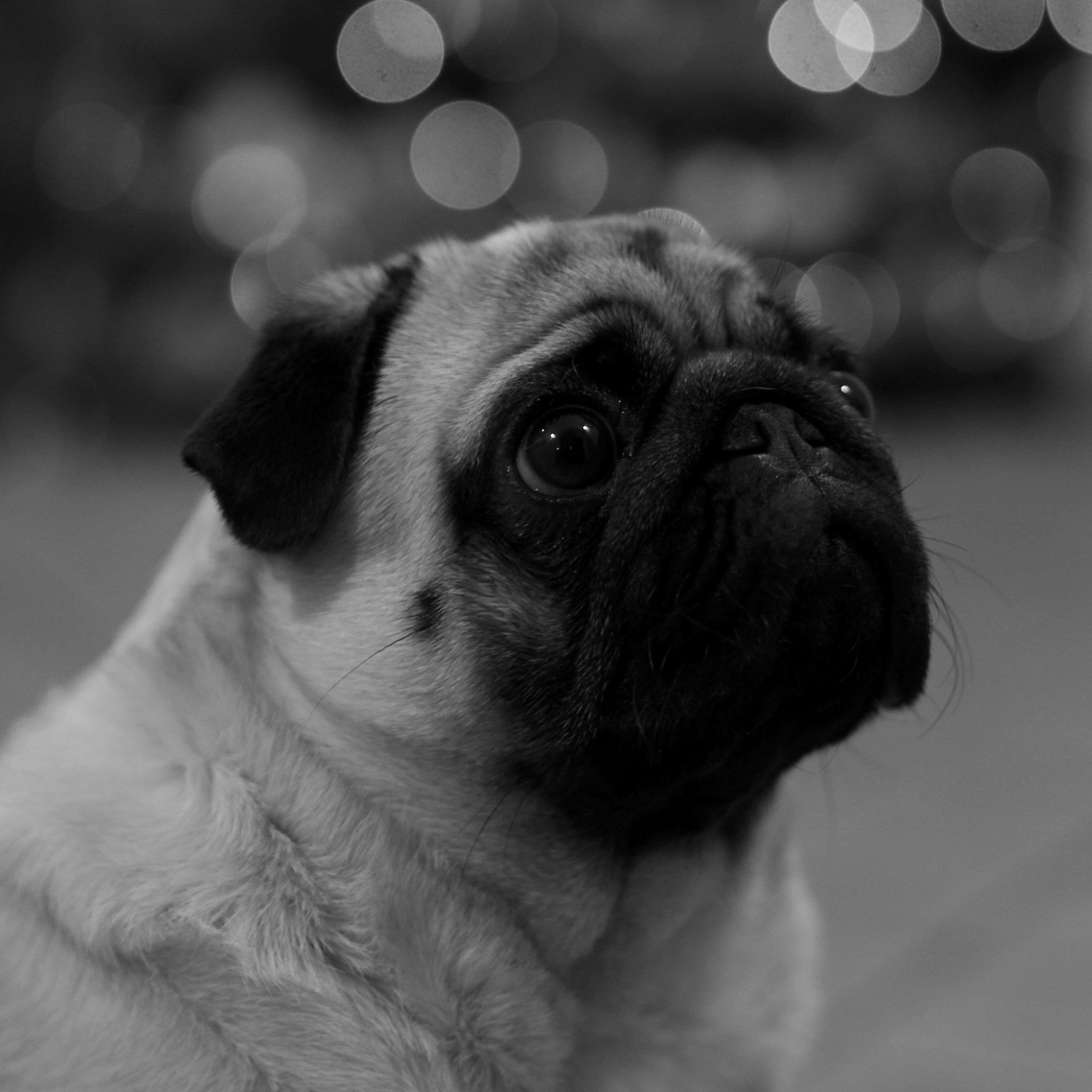 3456x3456 Animal, Black And White, Cute, Dog, Pet, Pug, Public Dog