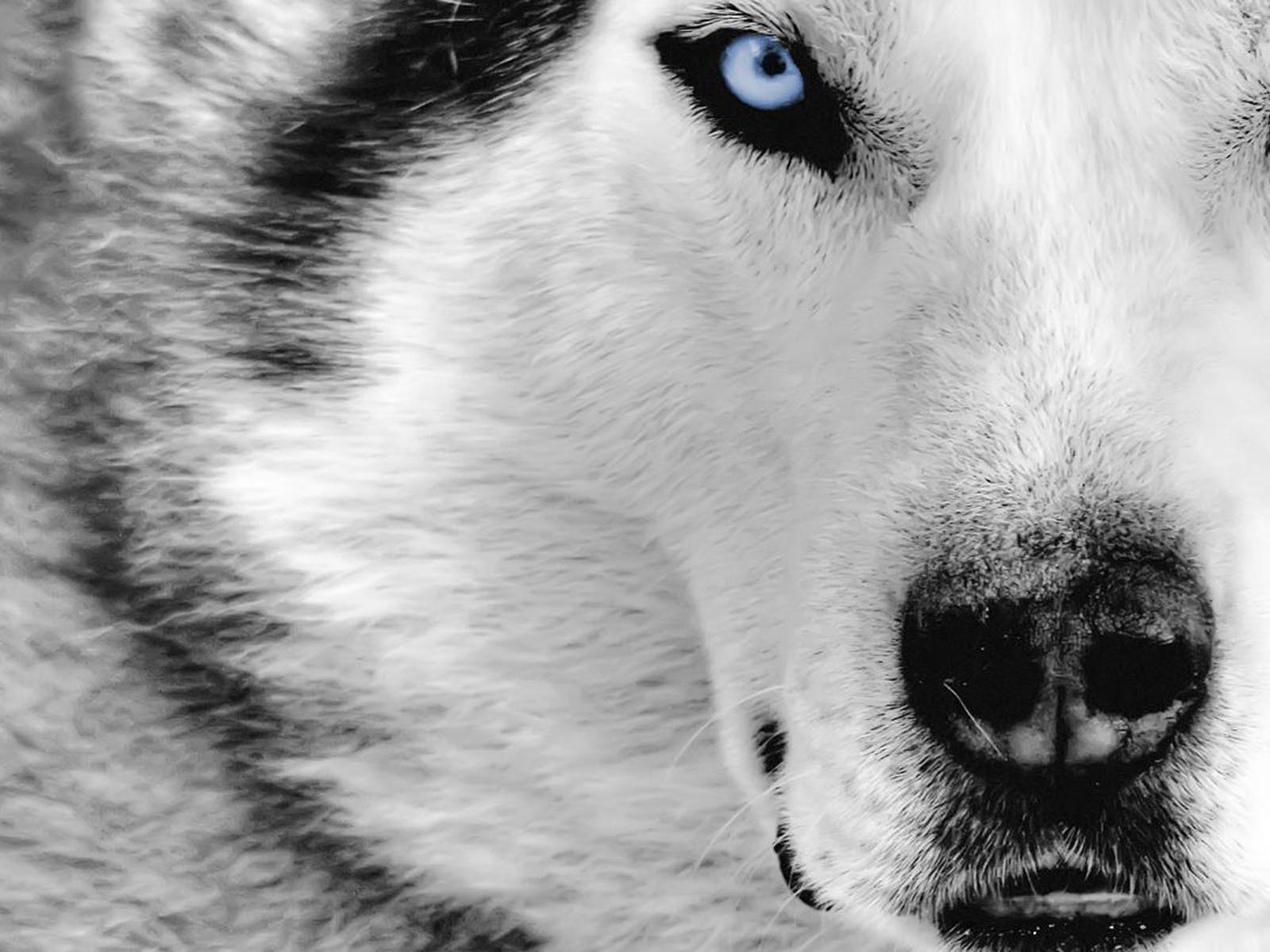 1600x1200 White Dog Wallpaper WallpaperInk A Wonderful Black And White Dog