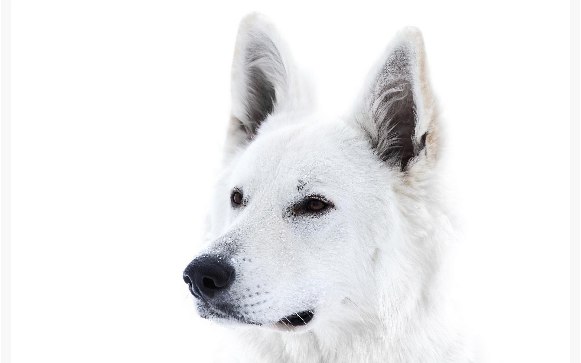 1920x1200 White Dog Snow Wallpaper Picture Wallpaper. High Resolution