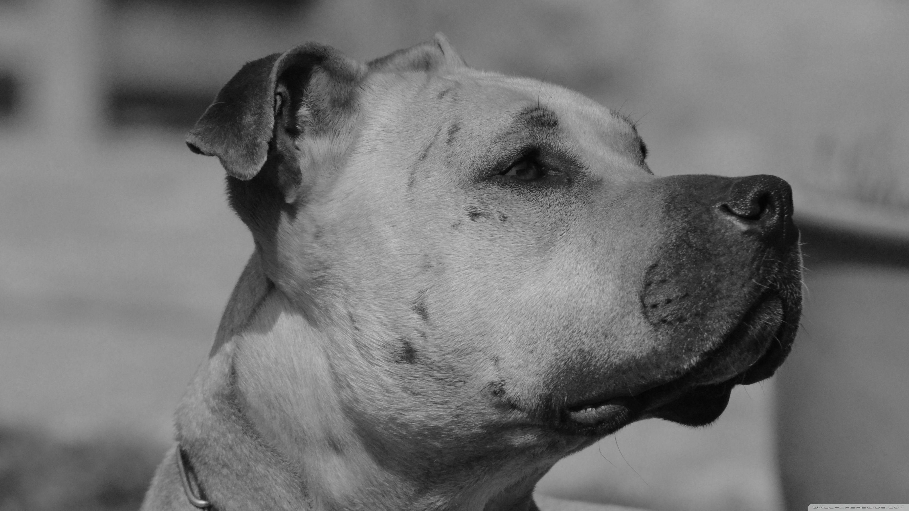 3554x1999 Dog Ultra HD Desktop Background Wallpaper for 4K UHD TV