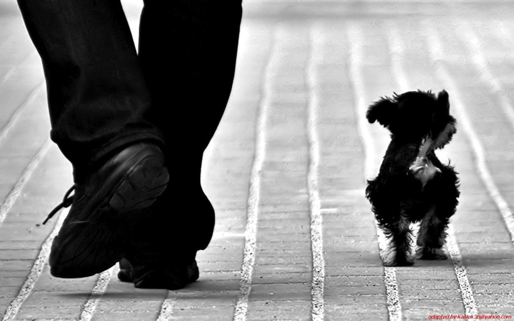 1680x1050 Animals, Dogs, Monochrome, Black, White, Cute Wallpaper