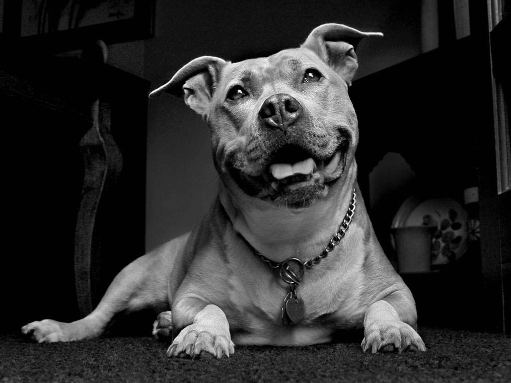 1024x768 Free download Black And White Dog id 83862 [1024x768]