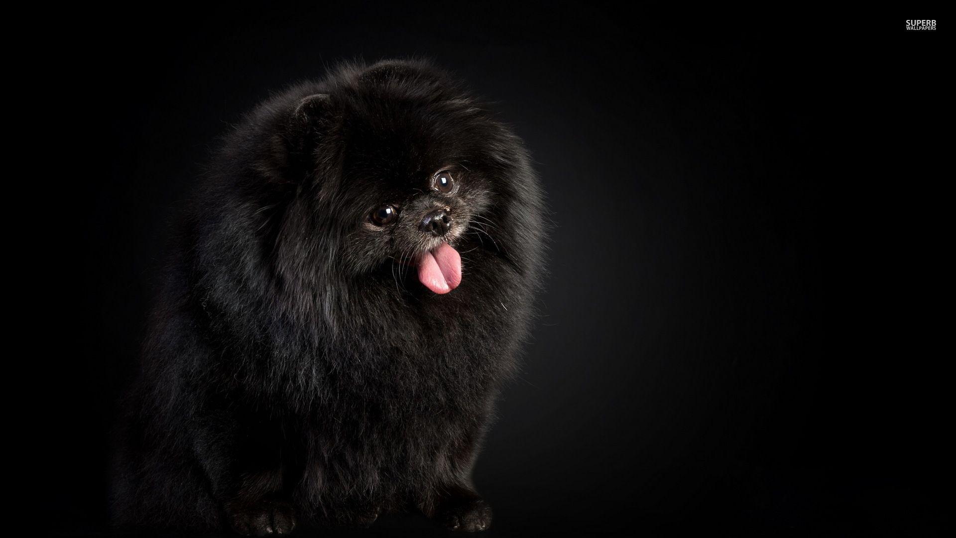 1920x1080 Black Dogs Wallpaper