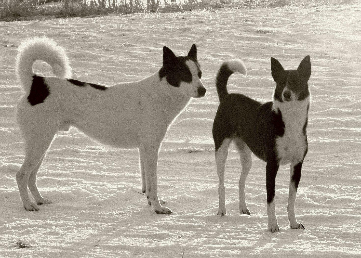 1471x1052 CAANNA DOG PHOT. Canaan Dog black and white photo and wallpaper