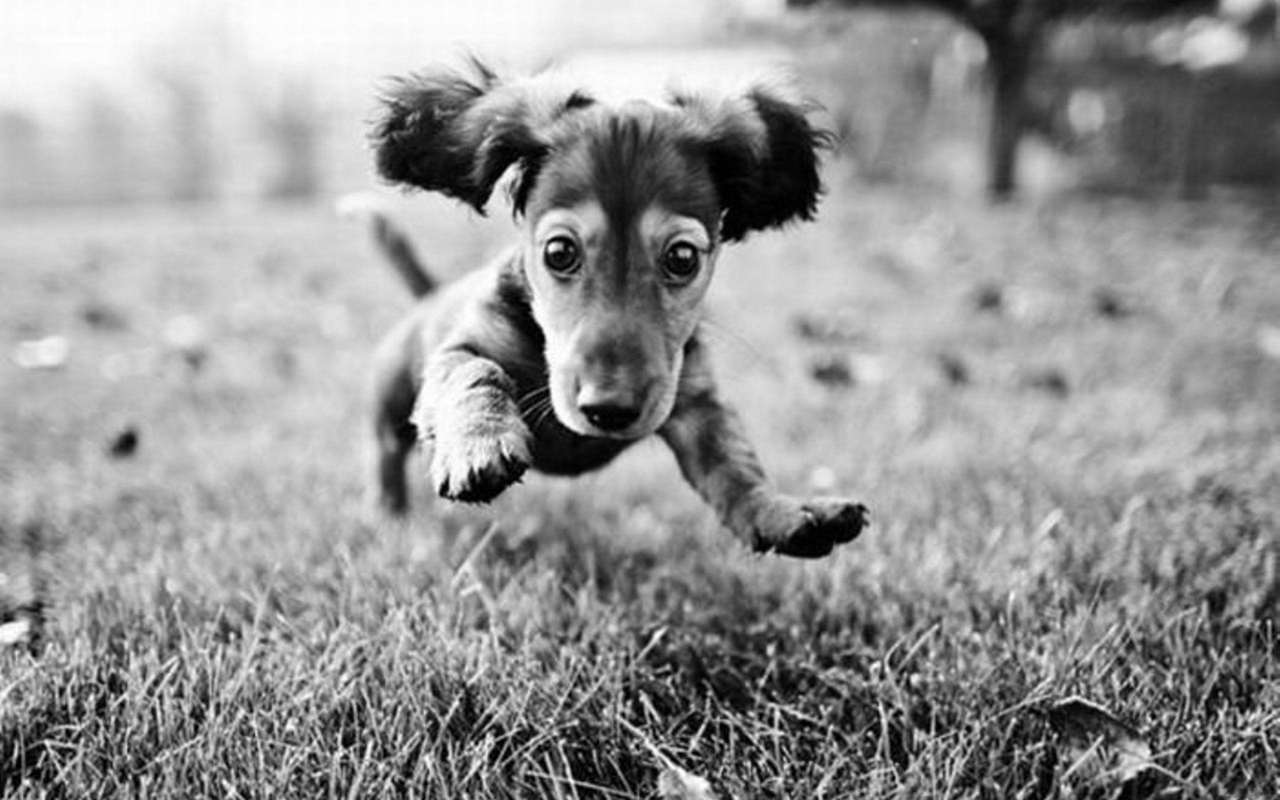 2560x1600 Black and white jumping puppy wallpaperx1600