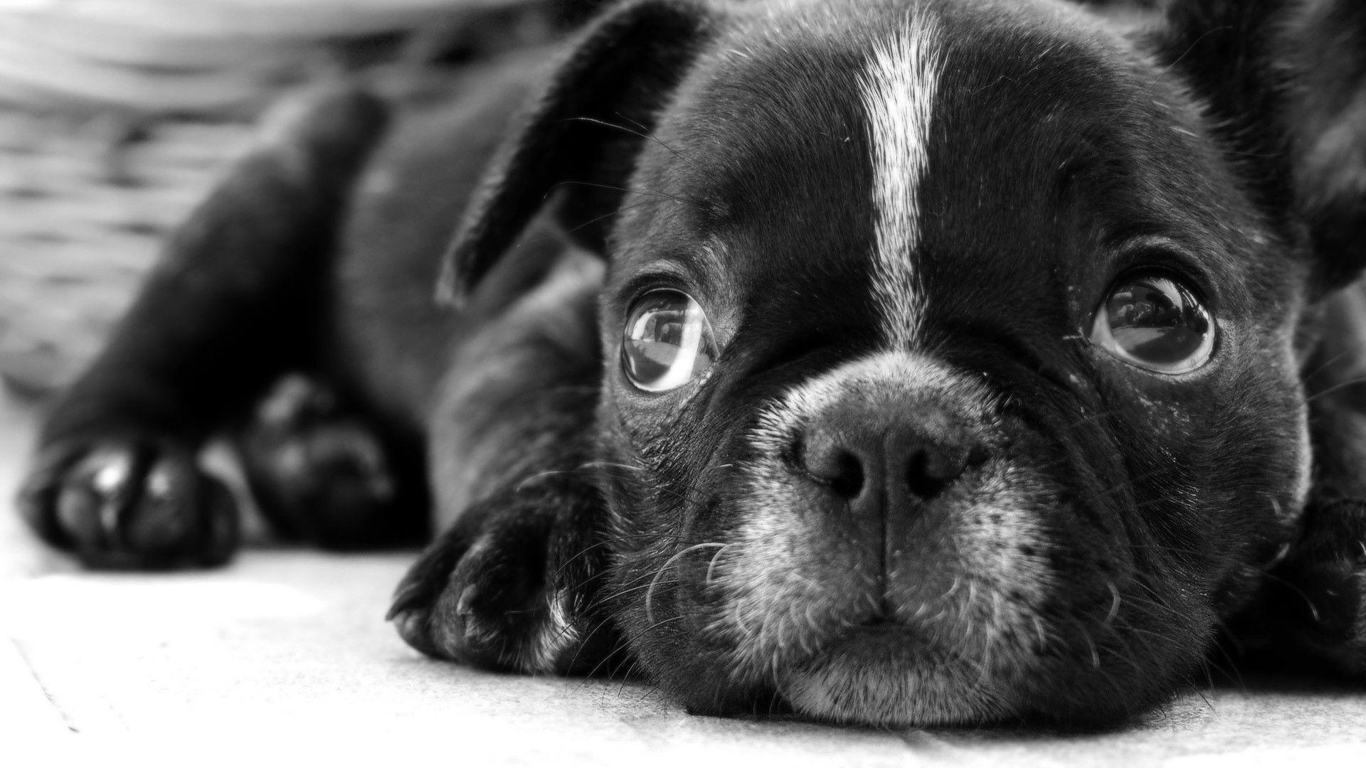 1920x1080 Black and White Animal Wallpaper