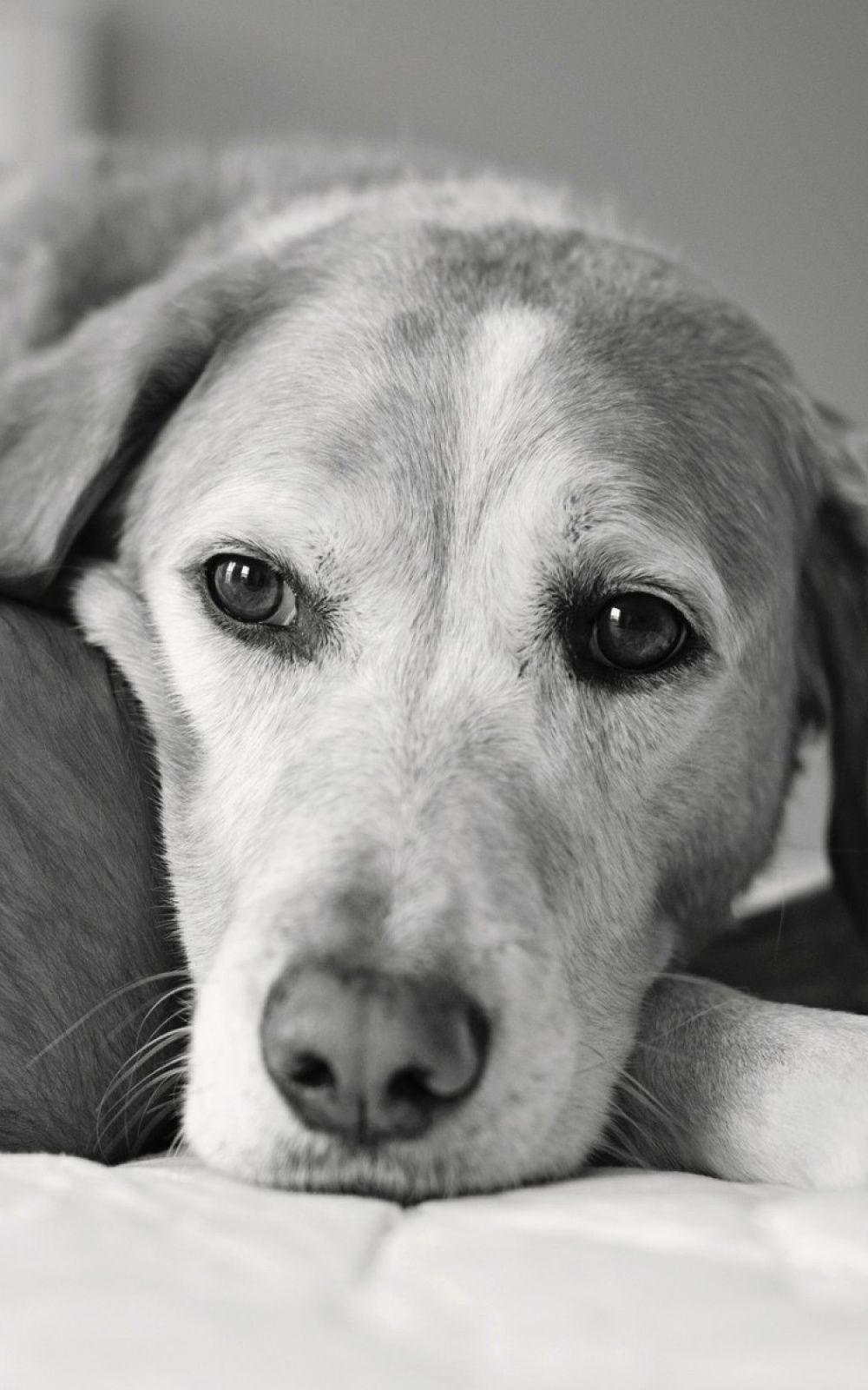 1000x1600 Black And White Dog Android Wallpaper free download