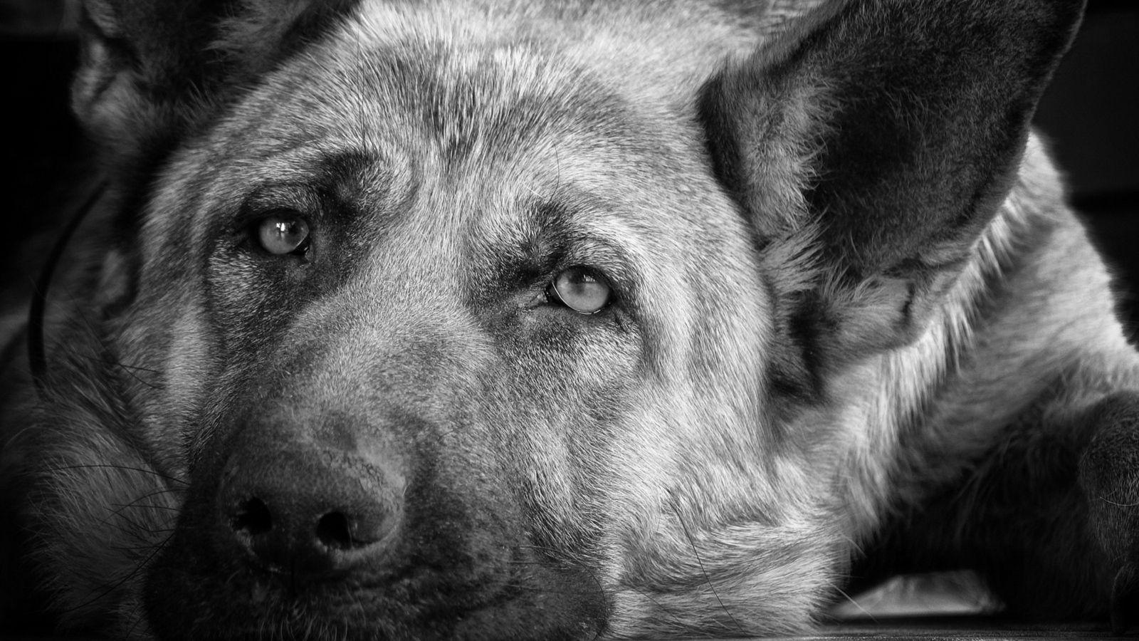 1600x900 Download wallpaper 1600x900 dog, muzzle, black white, sadness