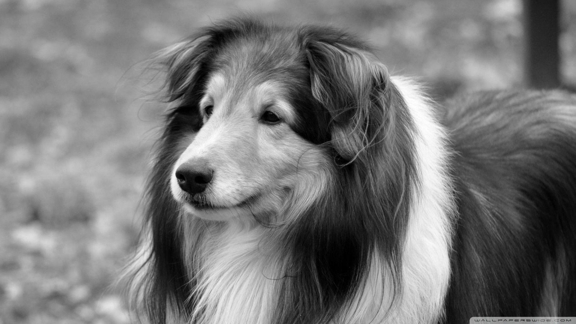 1920x1080 Free download black and white dog wallpaper Wallpaper Animal 395