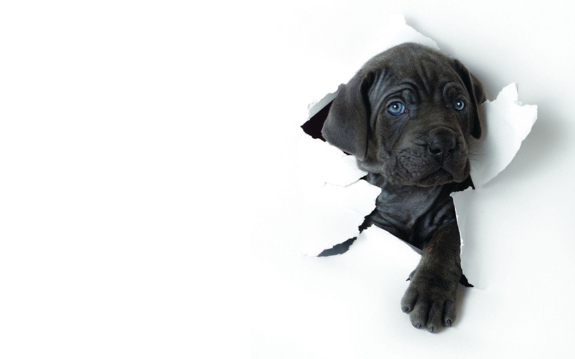 1920x1200 White Dog Wallpaper