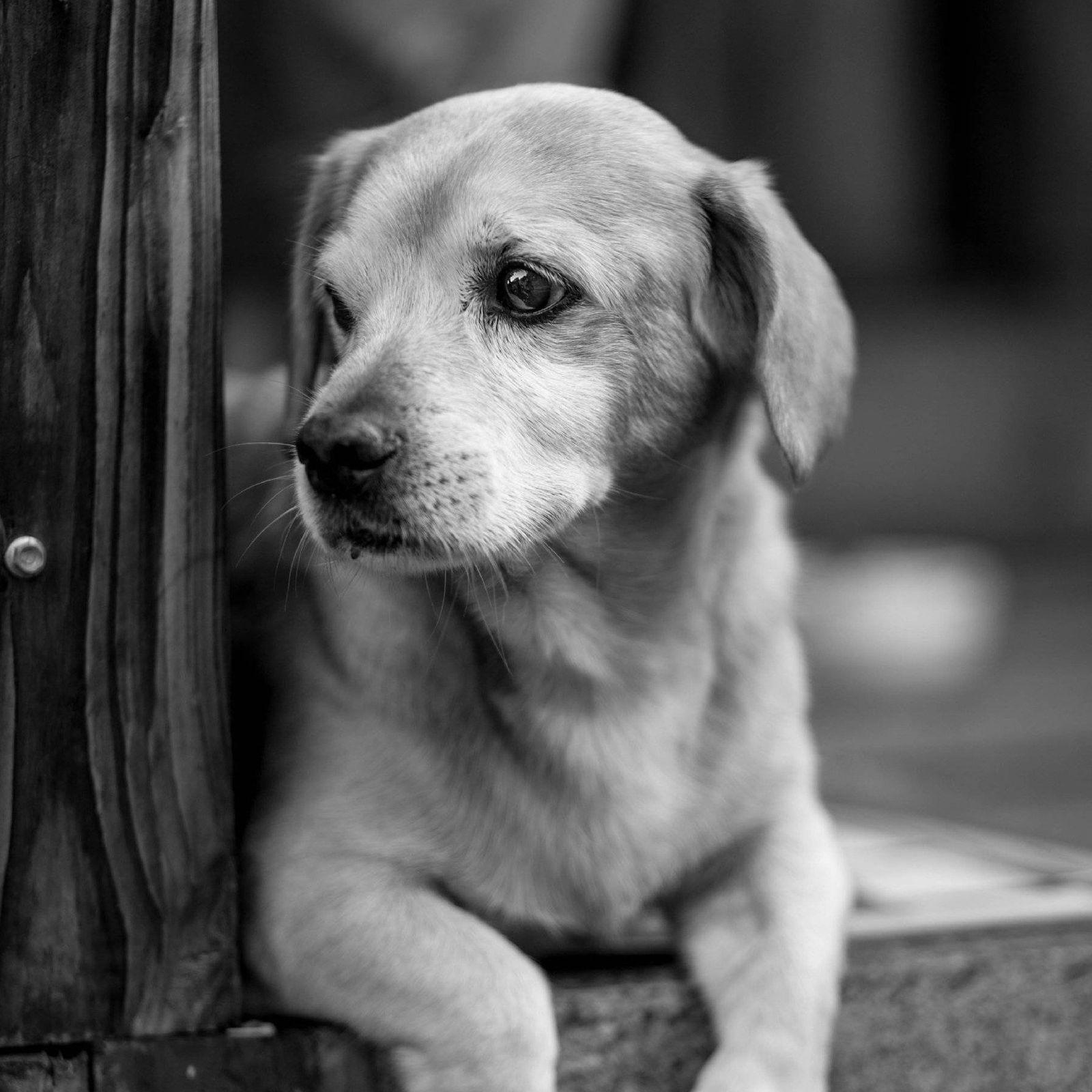1600x1600 Animal Close Up Black And White Pet Dog Animal Photography