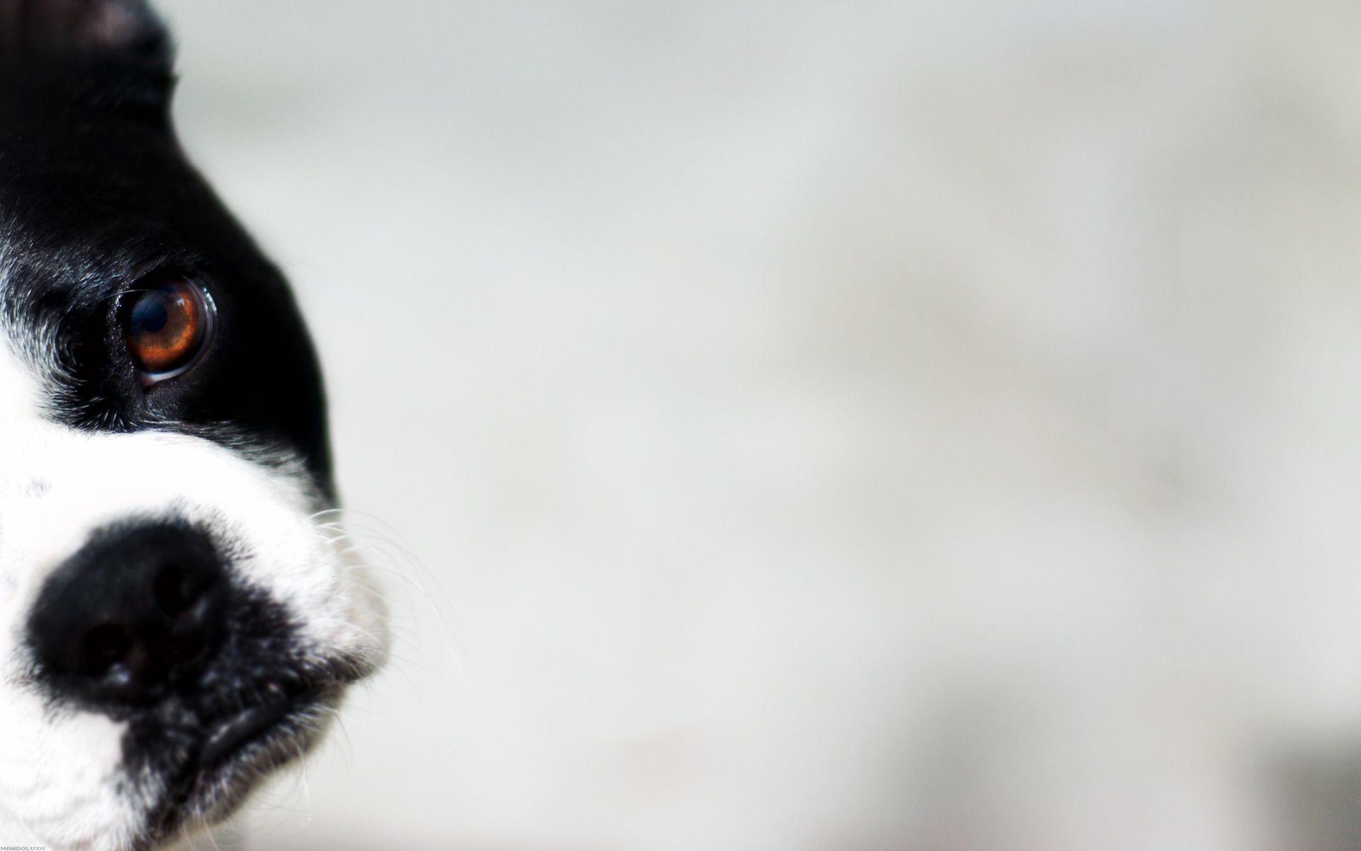 1920x1200 Black And White Dog Wallpaper For Android Sdeerwallpaper 1920x1200