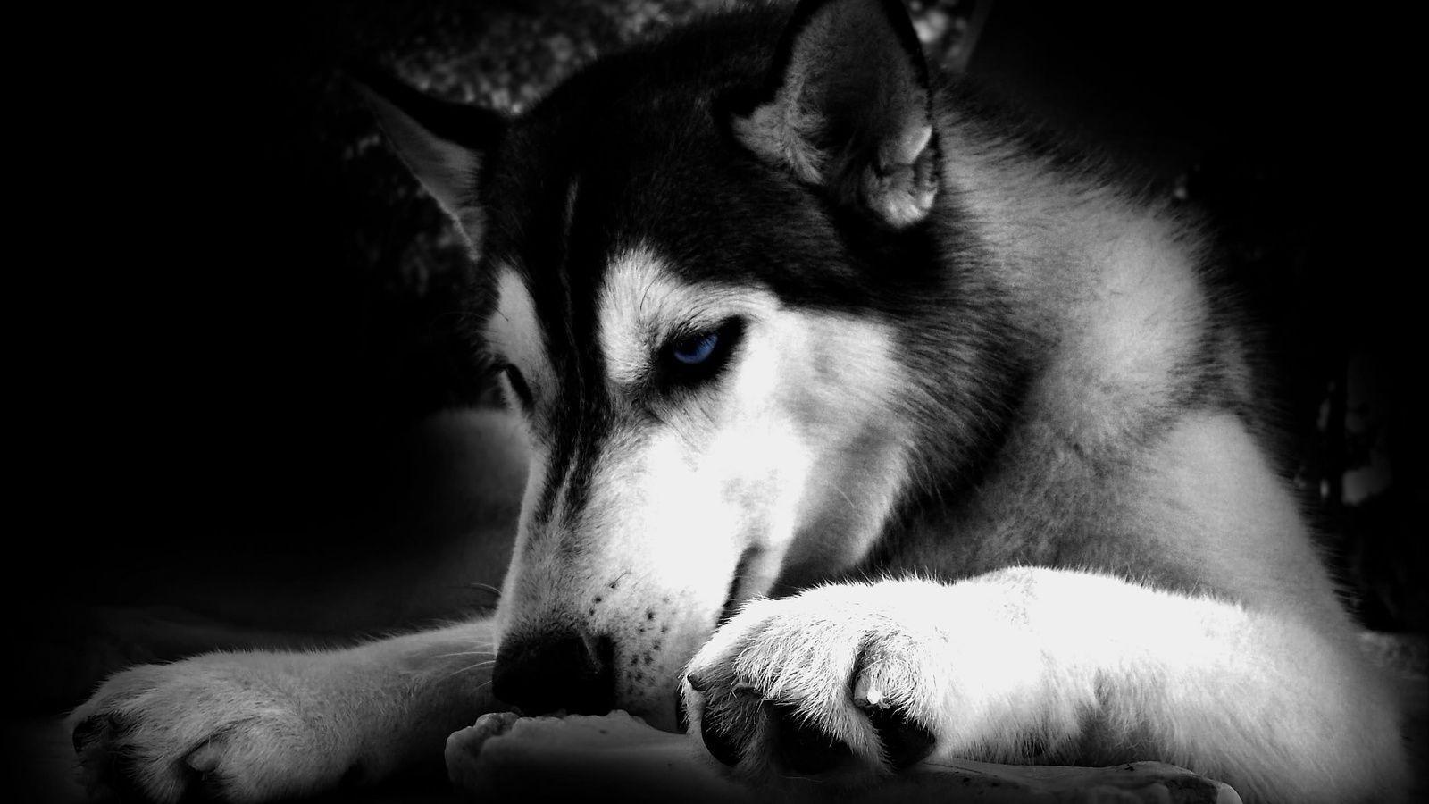 Black and White Dog Wallpapers - Top Free Black and White Dog