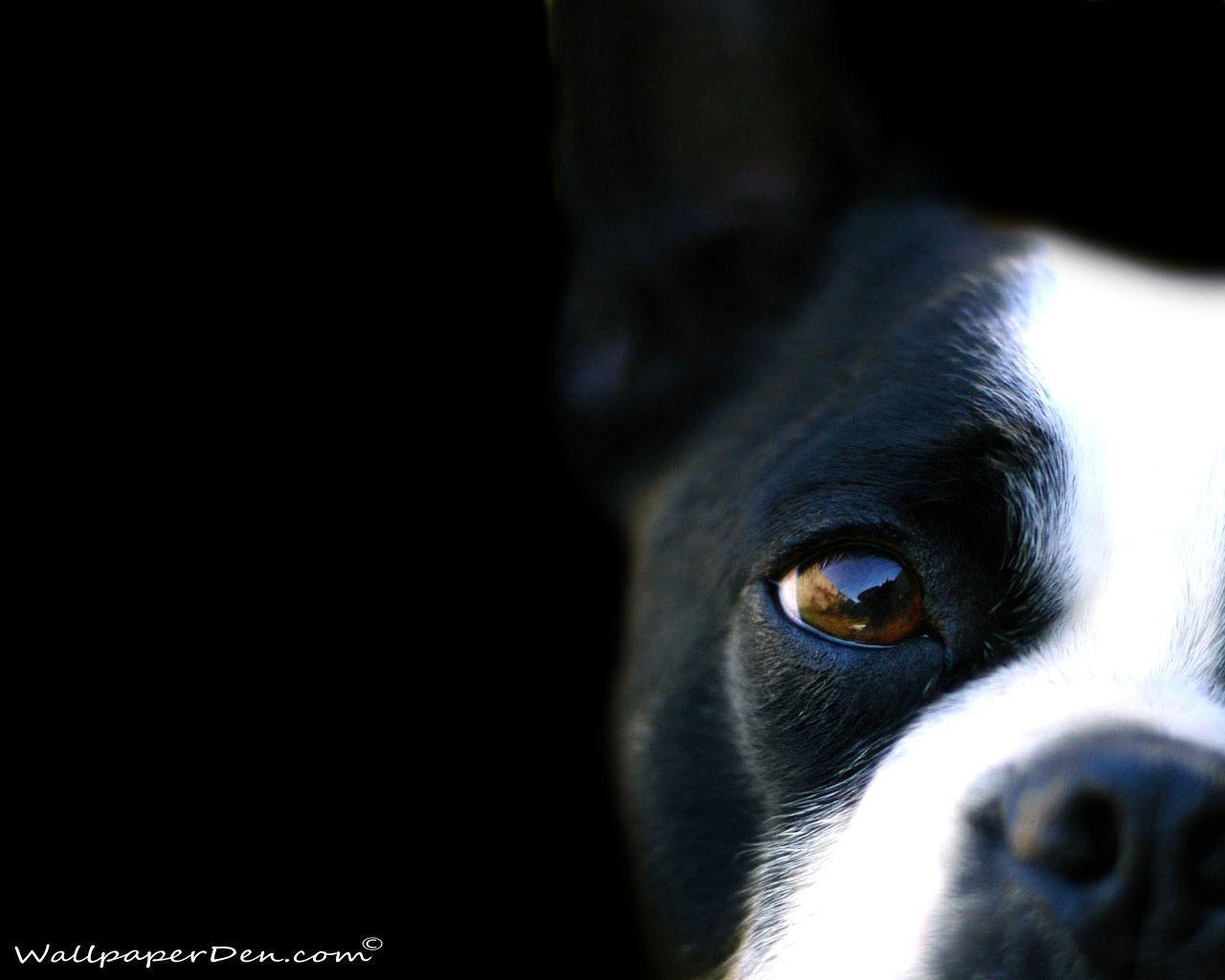 1280x1024 White And Black Dogs Wallpaper