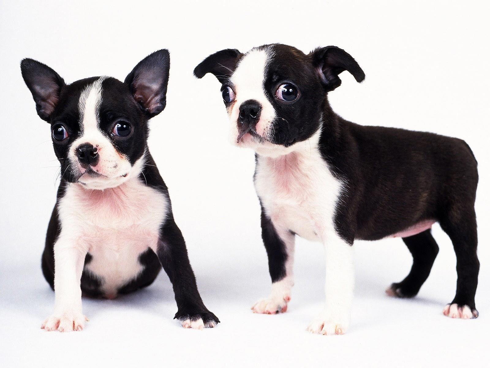 1600x1200 Free download Black And White Dogs Puppies Wallpaper Background