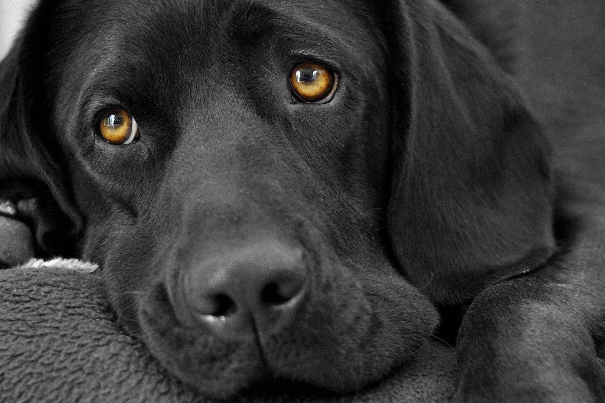 2000x1333 Black And White Dog Wallpaper High Definition Is 4k Sad