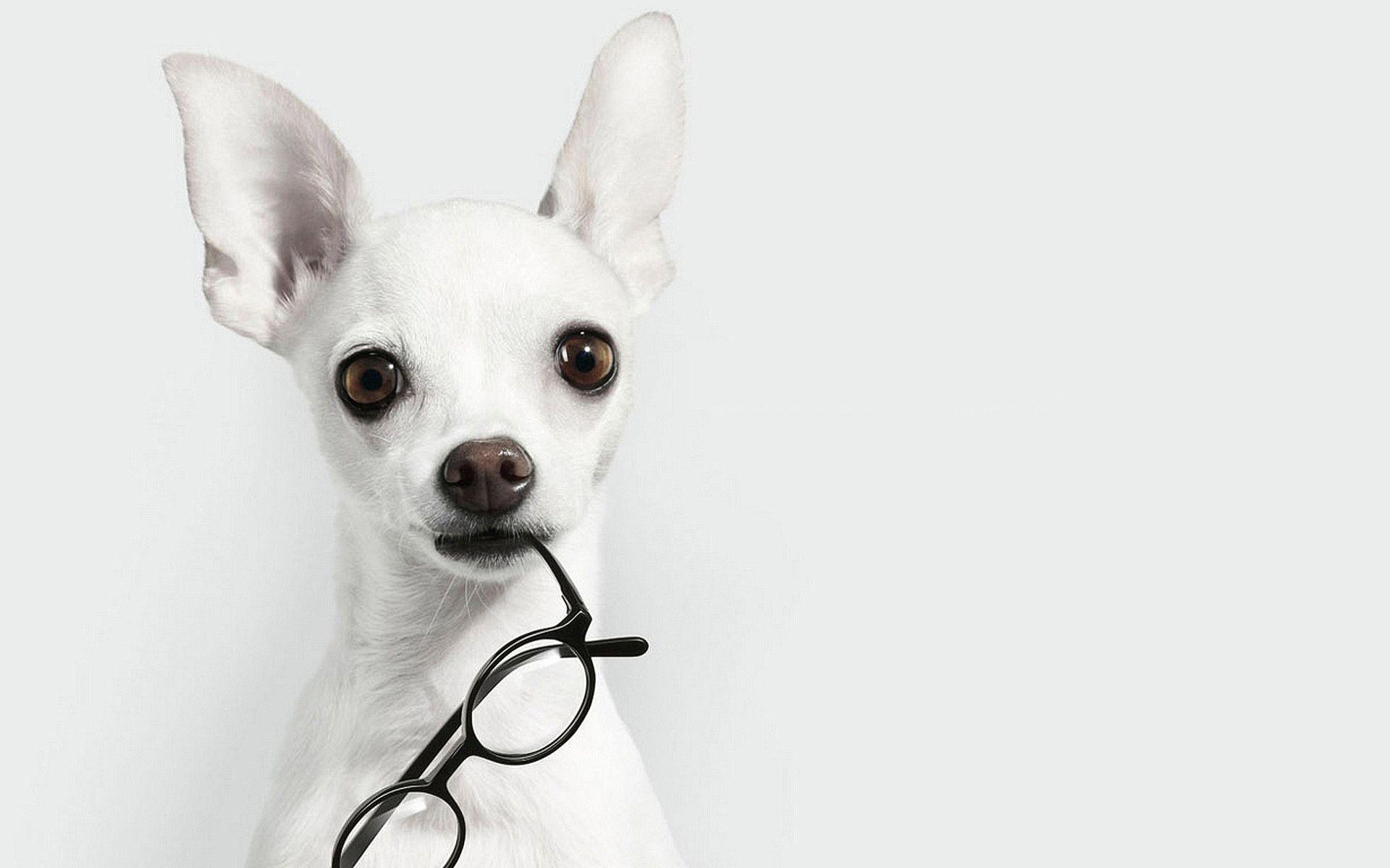 1920x1200 Black and White Dog Wallpaper