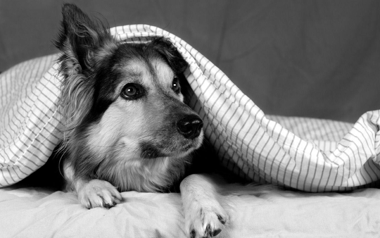 1440x900 White And Black Dogs Wallpaper