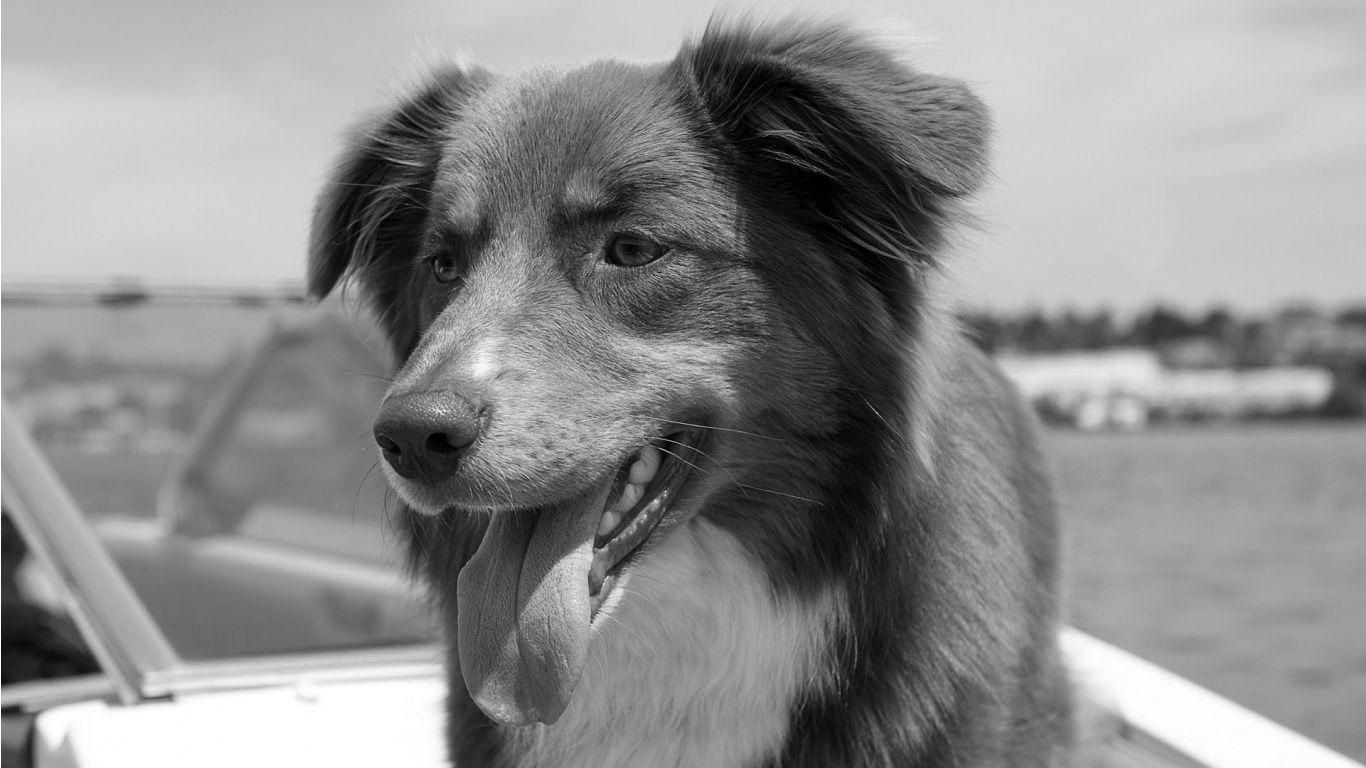 1366x768 Free download Black And White Dog Wallpaper [1366x768]