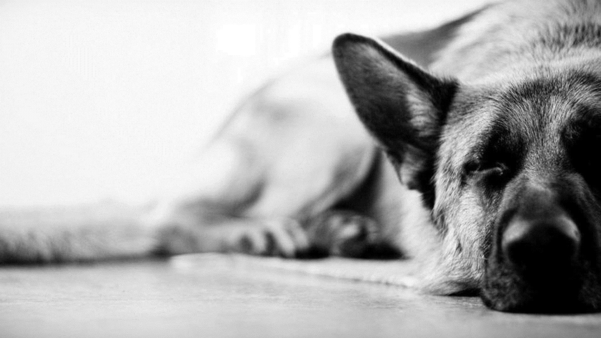 1920x1080 Black and White Dog Wallpaper