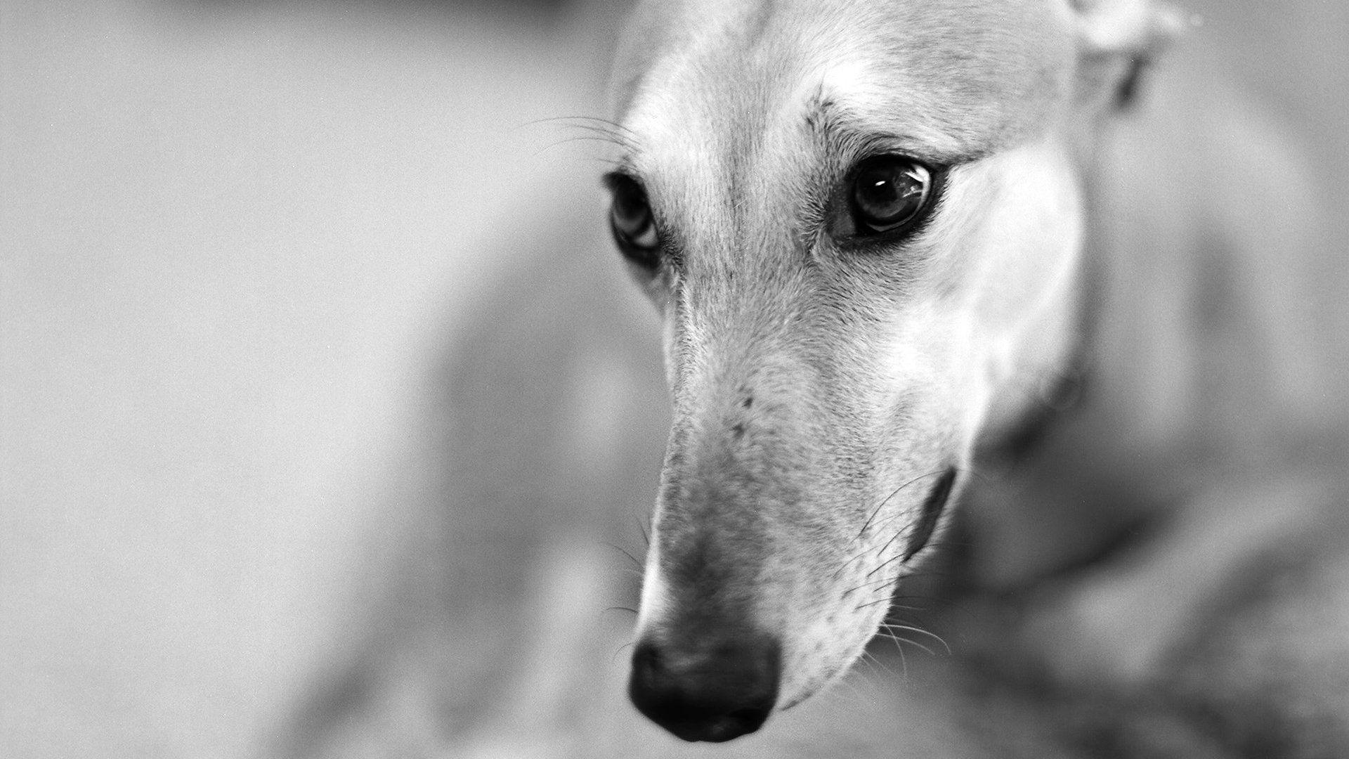 1920x1080 Free download Black And White Dog Wallpaper Black and white dog