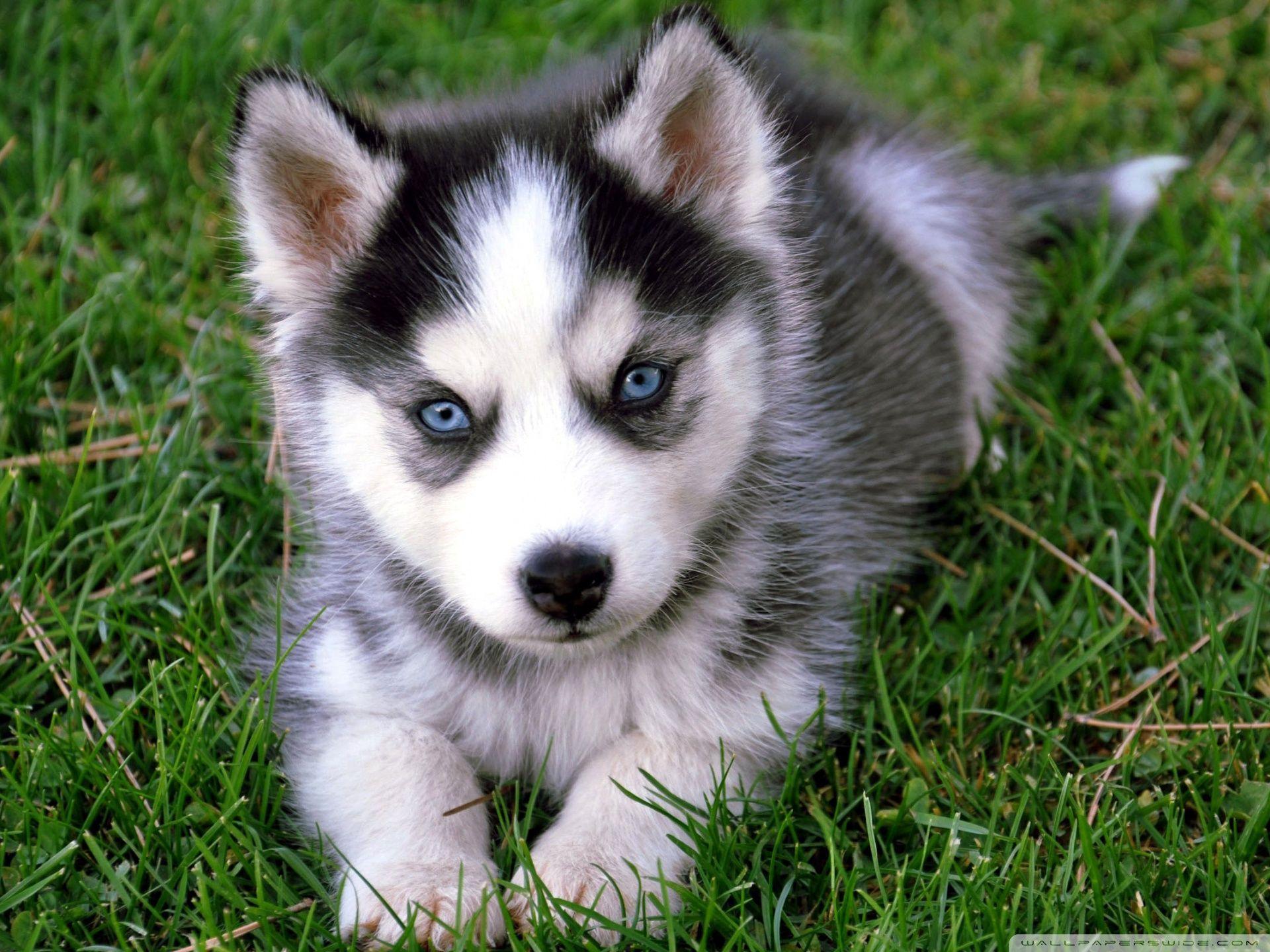 Cute Husky Puppies Wallpapers - Top Free Cute Husky Puppies ...
