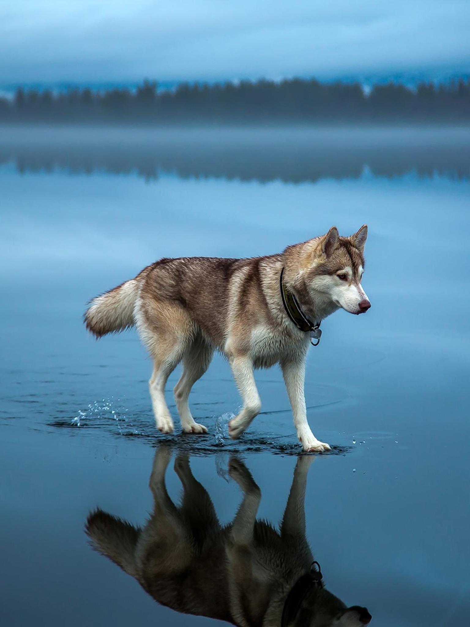 1536x2048 Siberian Husky (Water, Walking, Blue) Dog Wallpaper