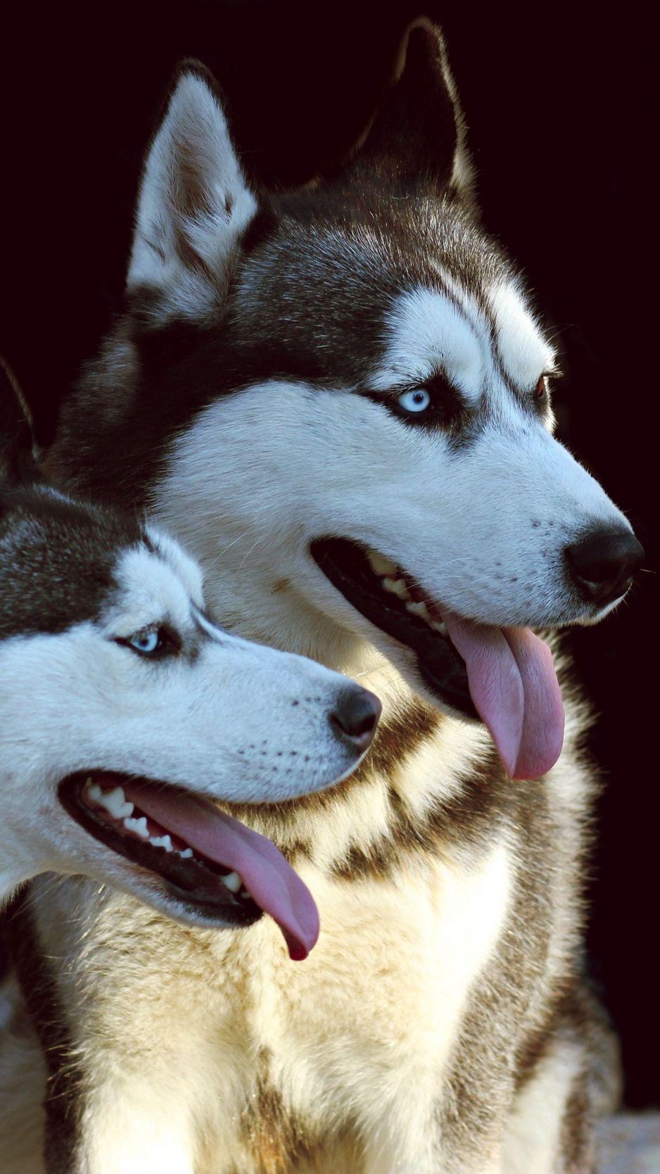 938x1668 Download wallpaper 938x1668 husky, dog, protruding tongue, dogs