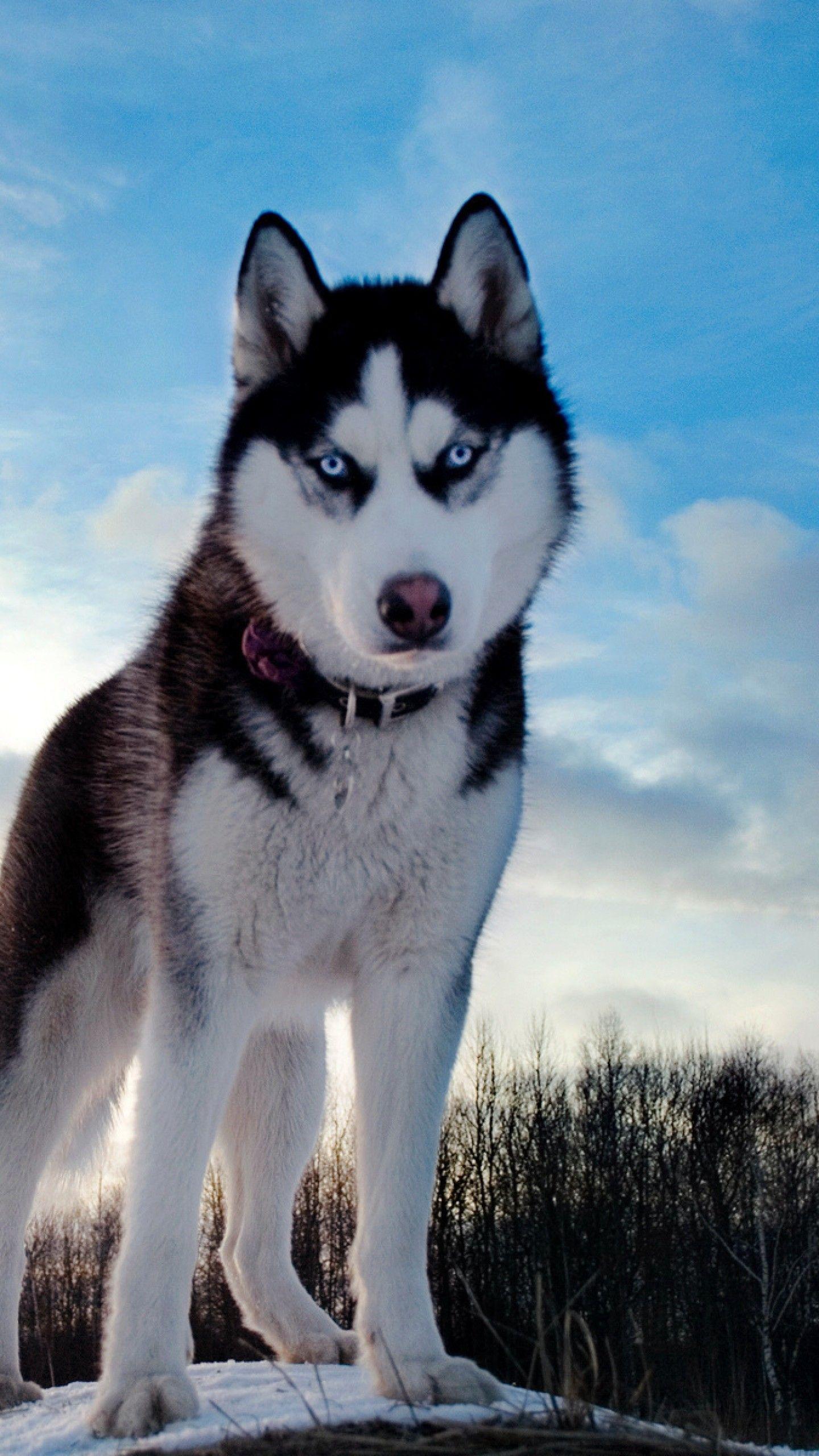1440x2560 Baby Huskies Wallpaper