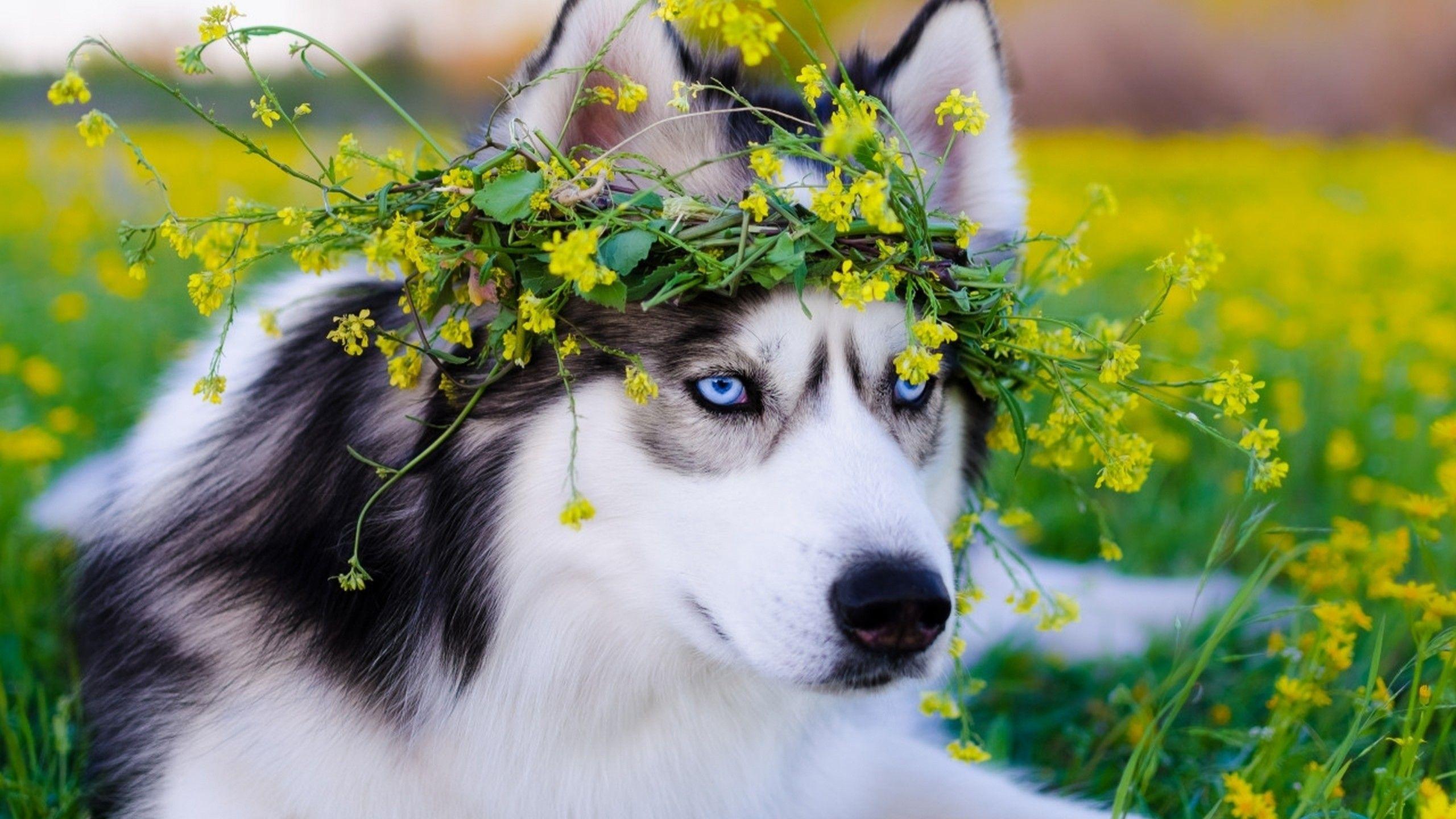 2560x1440 Siberian Husky Dog 1440P Resolution HD 4k Wallpaper