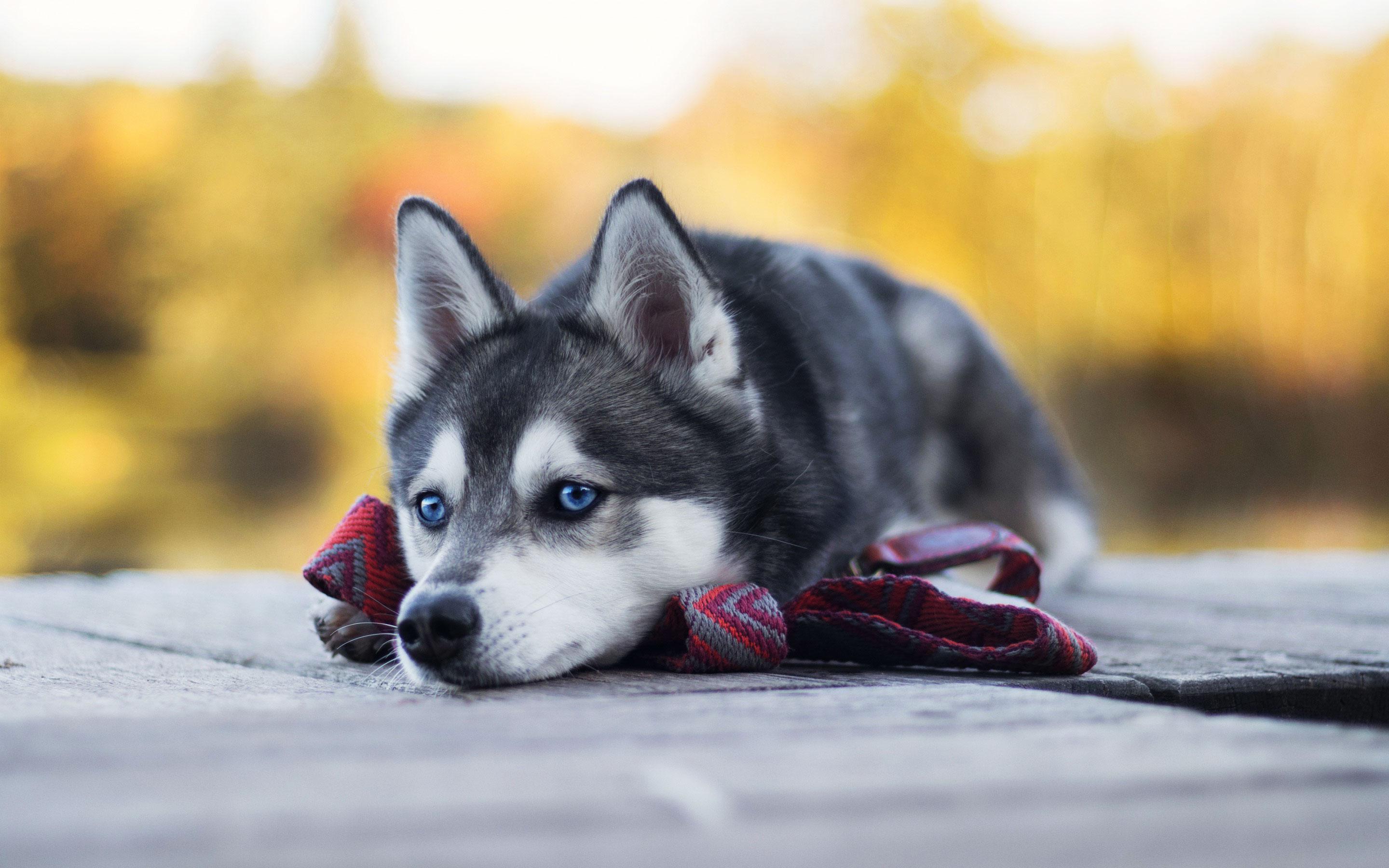 2880x1800 Cute Animals Husky Dog Desktop Wallpaper