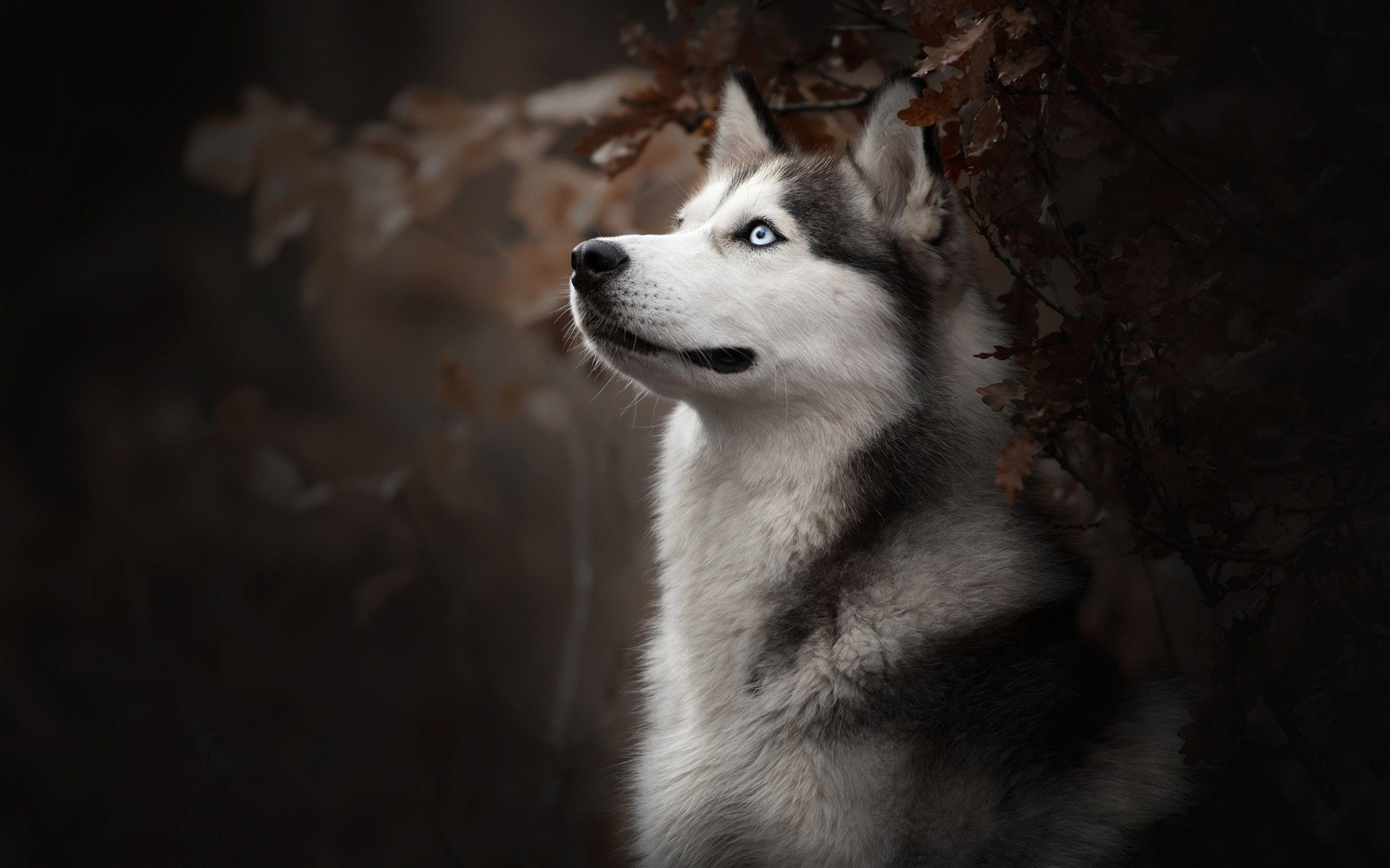2880x1800 Siberian Husky Dog Breed Macbook Pro Retina HD 4k