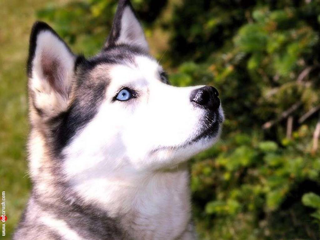 1024x768 Nice Siberian Husky dog photo and wallpaper. Beautiful Nice