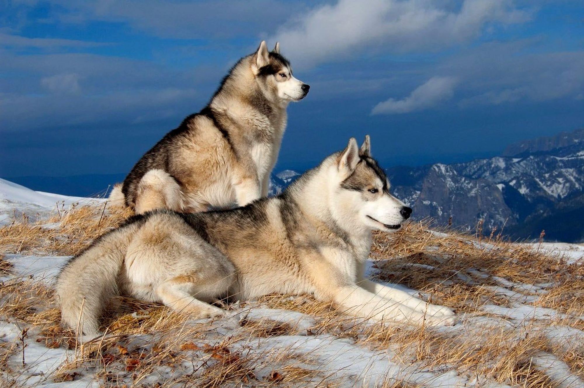2000x1330 Siberian Husky HD Wallpaper and Background Image