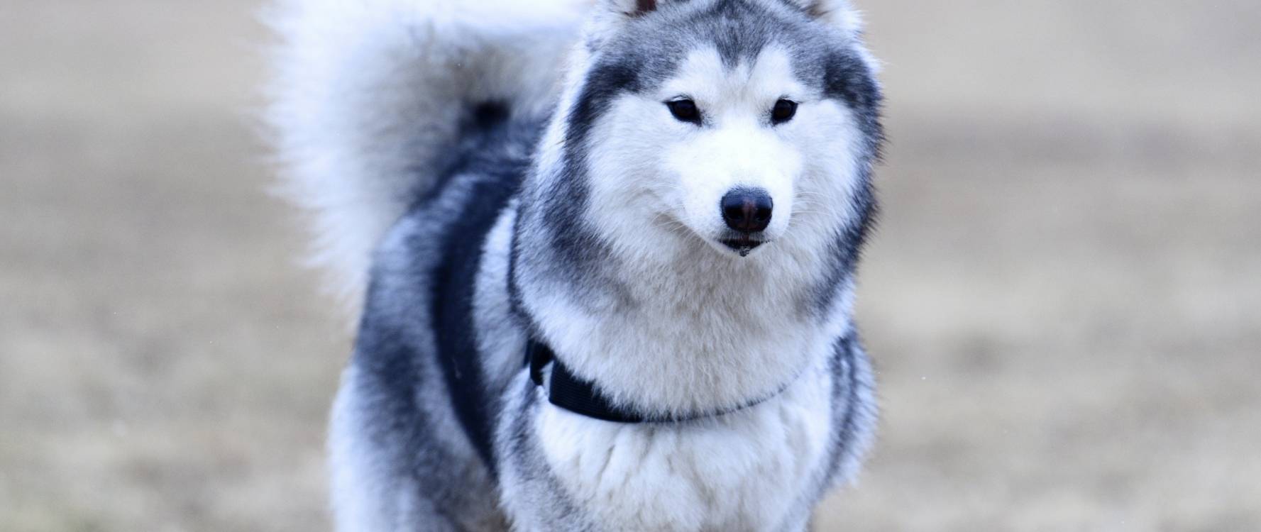 1777x750 Snout, Sled Dog, Husky, Dog Like Mammal, Alaskan Malamute