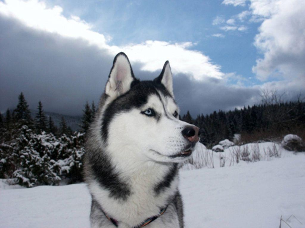 1024x768 Free download Husky dog photo and wallpaper Beautiful Winter