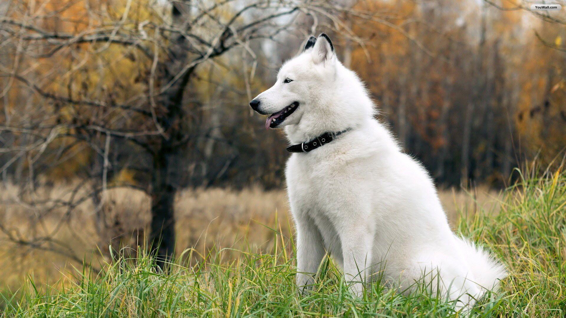1920x1080 Pics of a husky dog wallpaper