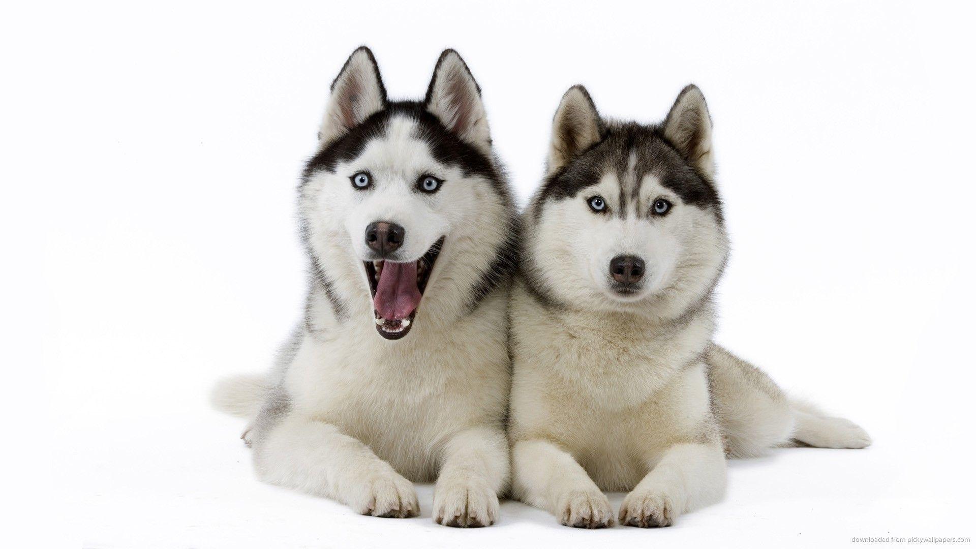 1920x1080 Siberian Huskies Wallpaper