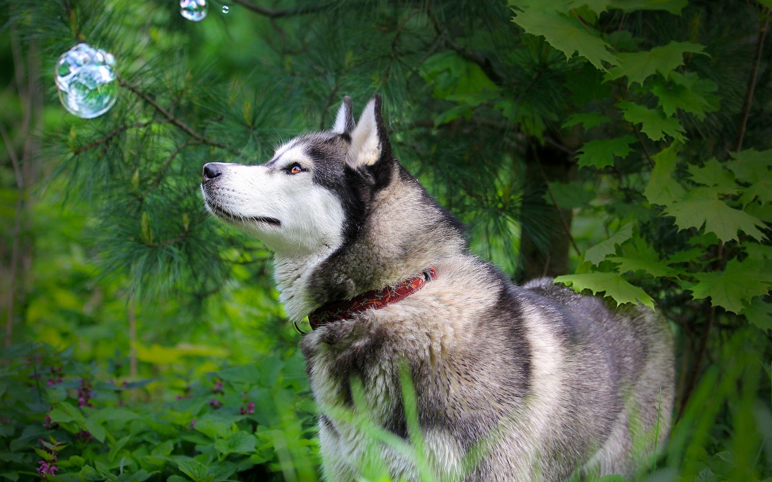 2560x1600 Husky Puppy Wallpaper Luxury Husky Dog Wallpaper