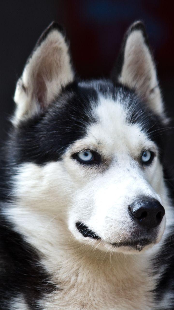 720x1280 blue eyes, husky, dog, cute, white, black, danger desktop