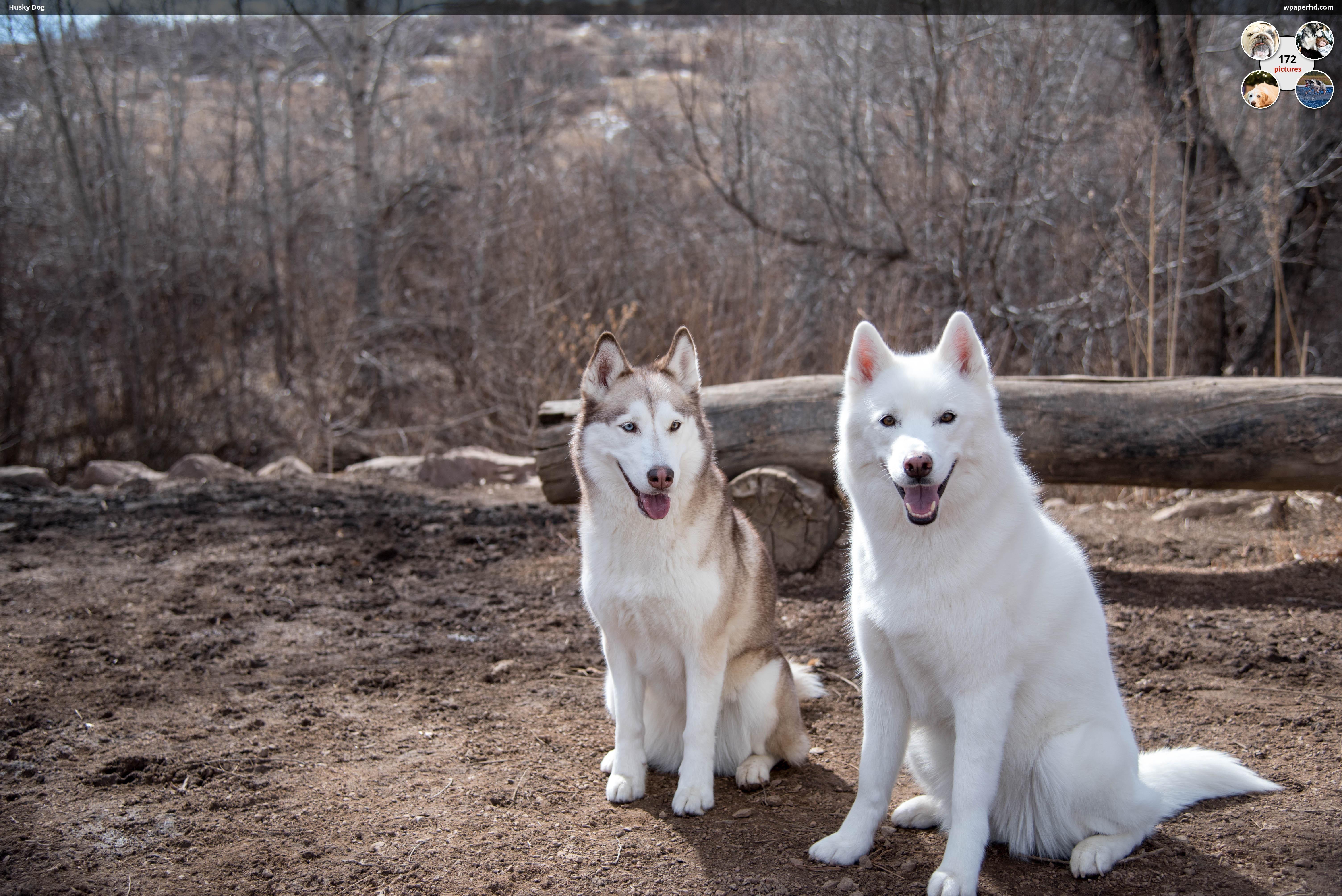 6016x4016 Husky Dog Wallpaper Eskimo Dog, Download Wallpaper