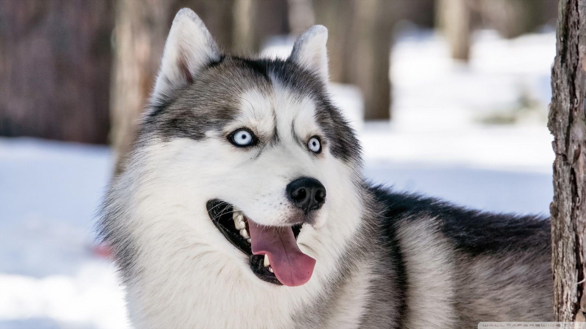 1920x1080 Husky Dog Winter Ultra HD Desktop Background Wallpaper for 4K UHD