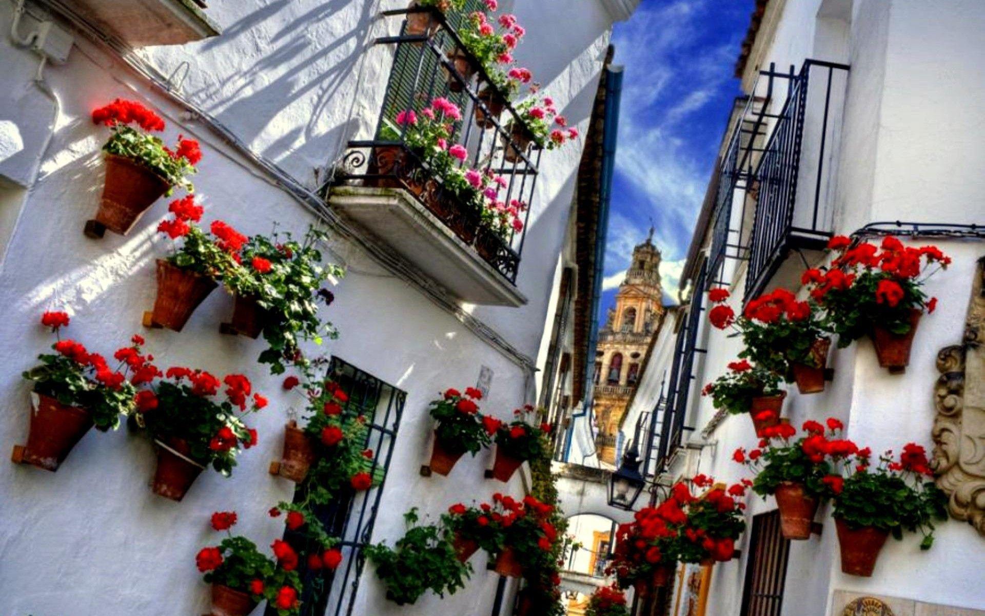 1920x1200 Cordoba Flowers HD desktop wallpaper : Widescreen : High
