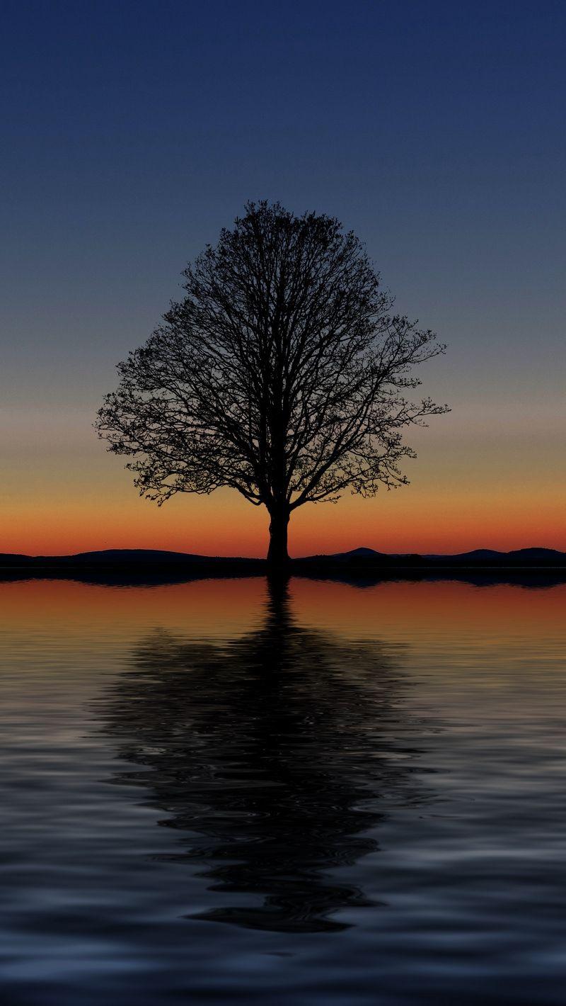 800x1420 Download wallpaper 800x1420 tree, lonely, horizon, reflection