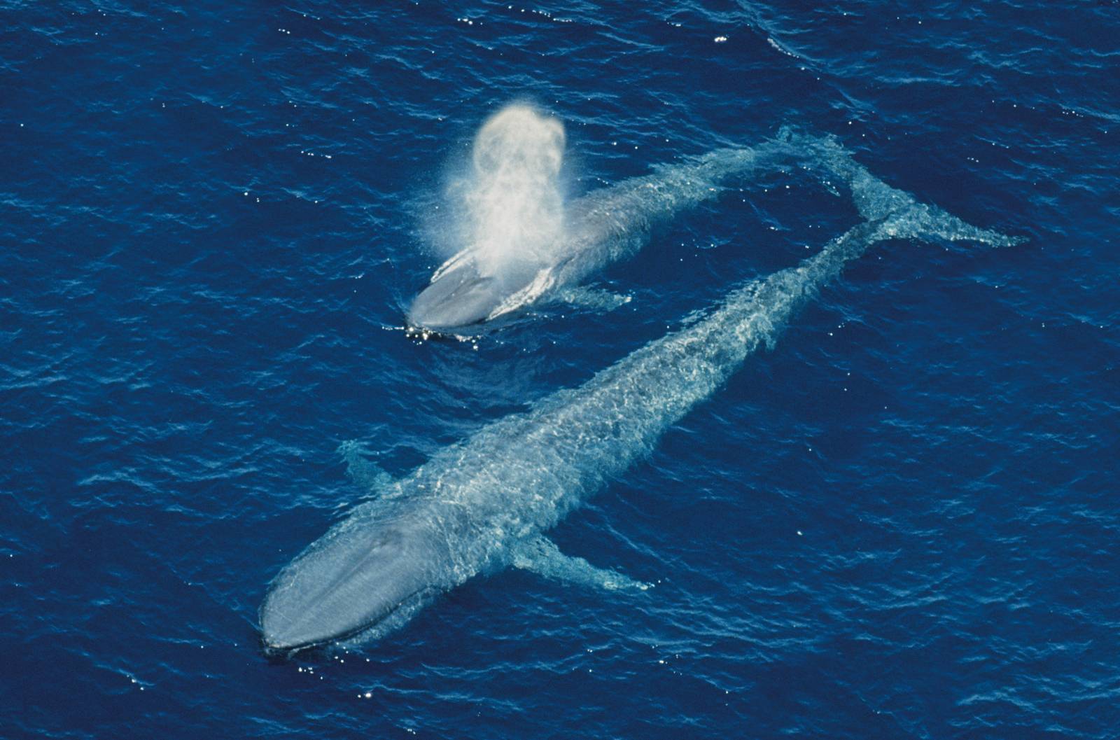 Жизнь синих китов